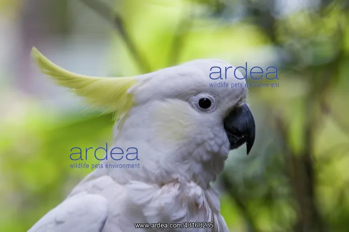 : Sulphur-crested cockatoo : Sulphur-crested cockatoo
