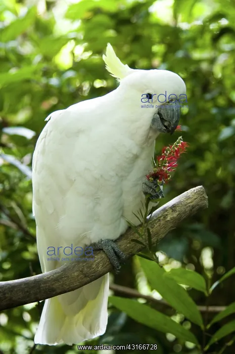 : Sulphur-crested cockatoo : Sulphur-crested cockatoo