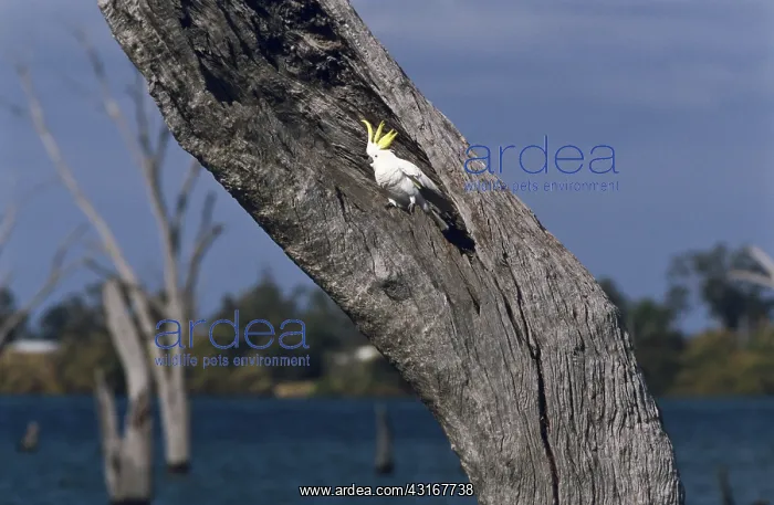  : Sulphur Crested Cockatoo