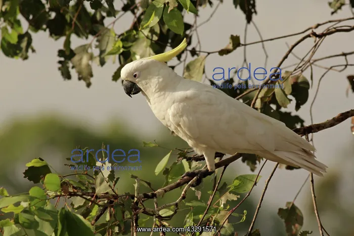 : Sulphur-crested Cockatoo : Sulphur-crested Cockatoo