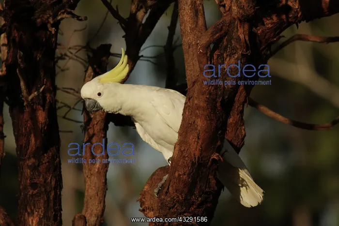 : Sulphur-crested Cockatoo : Sulphur-crested Cockatoo