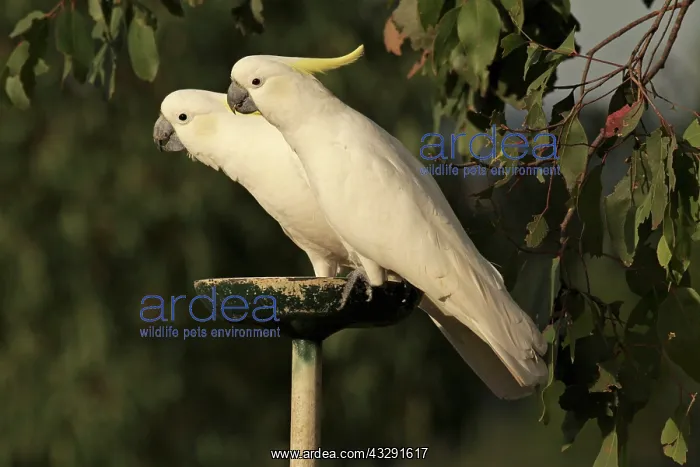  : Sulphur-crested Cockatoo