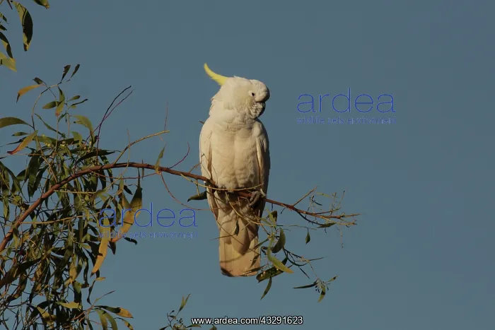 : Sulphur-crested Cockatoo : Sulphur-crested Cockatoo