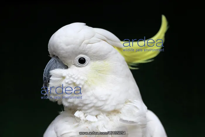 : Sulphur-crested cockatoo (Cacatua galerita), adult : Sulphur-crested cockatoo (Cacatua galerita), adult