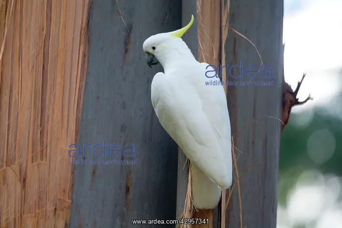 : Sulphur-crested Cockatoo clinging onto bark : Sulphur-crested Cockatoo clinging onto bark