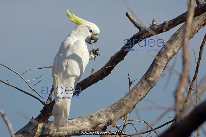 : Sulphur-crested Cockatoo - delicately nibbling : Sulphur-crested Cockatoo - delicately nibbling