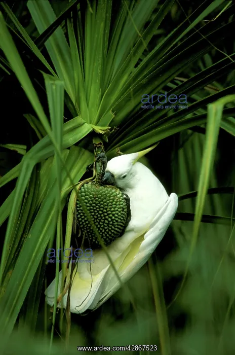 : Sulphur-crested Cockatoo - Feeding on River pandanus : Sulphur-crested Cockatoo - Feeding on River pandanus