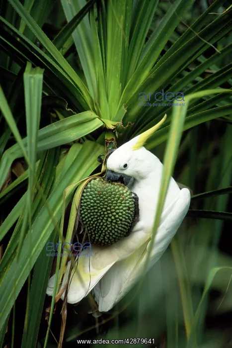 : Sulphur-crested Cockatoo - feeding on River Pandanus : Sulphur-crested Cockatoo - feeding on River Pandanus