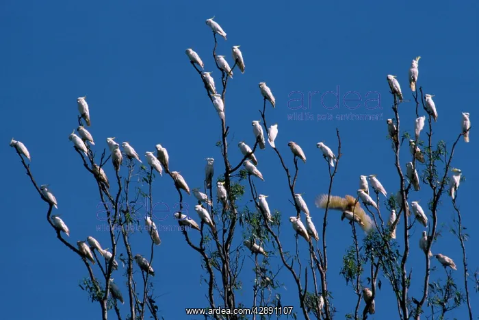 : Sulphur Crested Cockatoo - large group in a tree : Sulphur Crested Cockatoo - large group in a tree