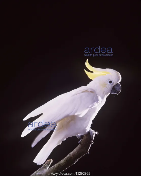 : Sulphur-crested COCKATOO - on perch : Sulphur-crested COCKATOO - on perch