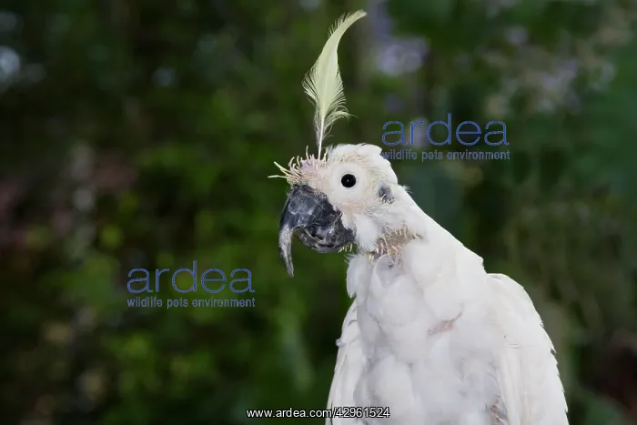 : Sulphur-crested Cockatoo - suffering from Beak-and-feather : Sulphur-crested Cockatoo - suffering from Beak-and-feather