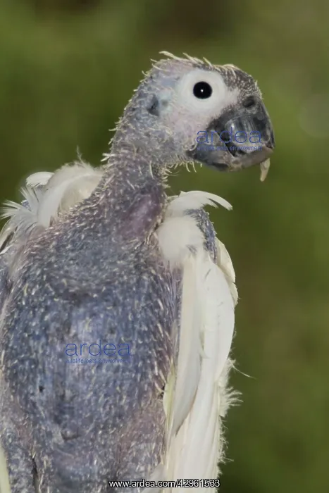 : Sulphur-crested Cockatoo - suffering from Beak-and-feather : Sulphur-crested Cockatoo - suffering from Beak-and-feather