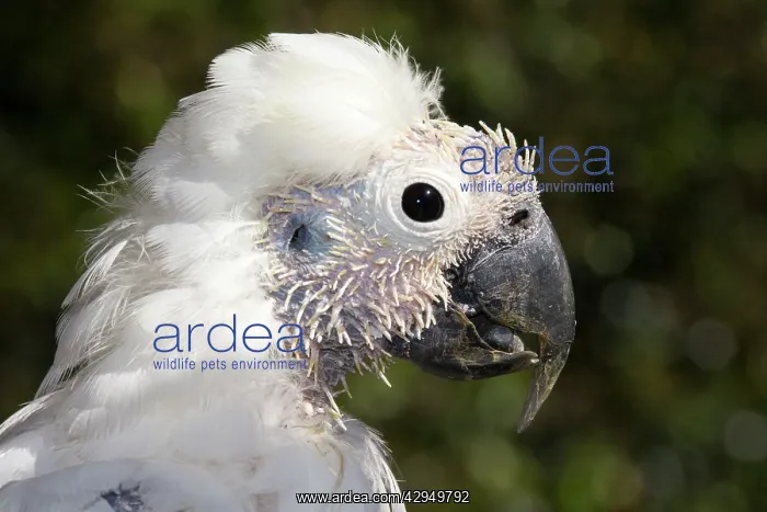 : Sulphur-crested Cockatoo - young showing pin feathers : Sulphur-crested Cockatoo - young showing pin feathers