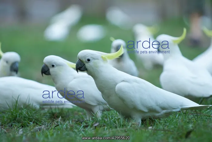 : Sulphur Crested Cockatoos : Sulphur Crested Cockatoos