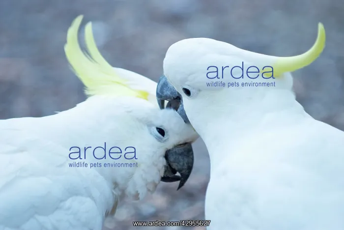  : Sulphur Crested Cockatoos - two birds preening