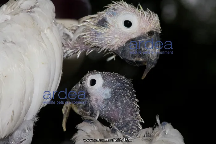  : Two Sulphur-crested Cockatoos - suffering from