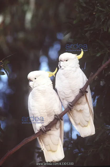 : Sulphur-crested Cockatoos - x two, on tree : Sulphur-crested Cockatoos - x two, on tree