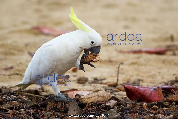 : Sulphur-crested / yellow-crested Cockatoo - adult : Sulphur-crested / yellow-crested Cockatoo - adult