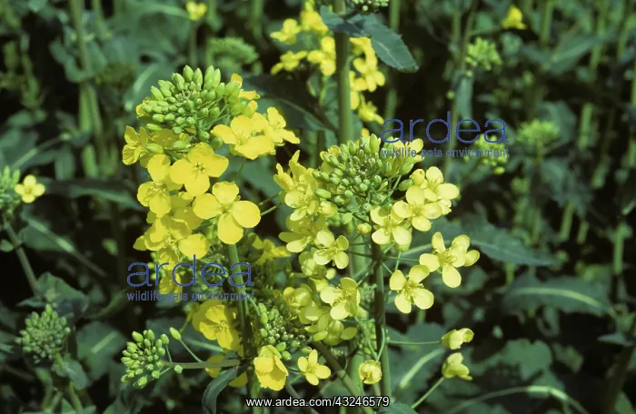 : Sulphur deficient oilseed rape : Sulphur deficient oilseed rape