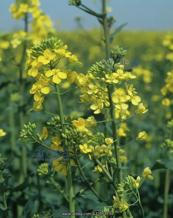 : Sulphur deficient oilseed rape : Sulphur deficient oilseed rape