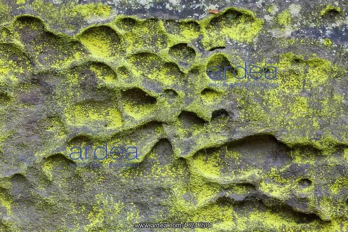 : Sulphur dust lichen Elbe Sandstone mountains : Sulphur dust lichen Elbe Sandstone mountains