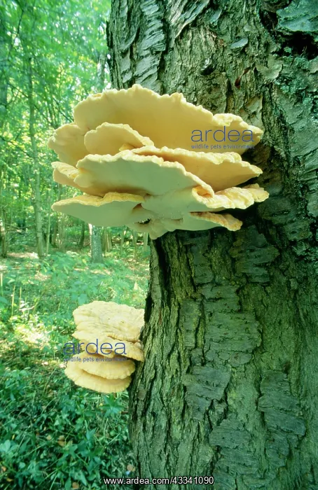 : Sulphur polypore / Chicken of the Woods FUNGI : Sulphur polypore / Chicken of the Woods FUNGI