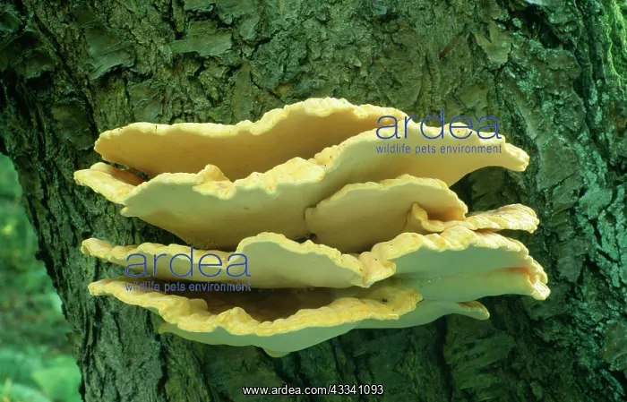 : Sulphur polypore / Chicken of the Woods FUNGI : Sulphur polypore / Chicken of the Woods FUNGI