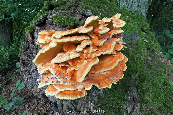 : Sulphur Polypore / Chicken of the Woods Fungus : Sulphur Polypore / Chicken of the Woods Fungus