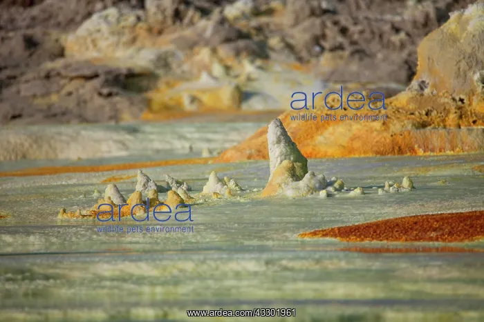 : Sulphur sediments in the thermal area of Dallol : Sulphur sediments in the thermal area of Dallol