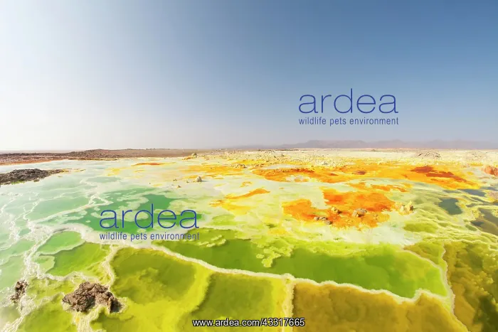 : Sulphur sediments in the thermal area of Dallol : Sulphur sediments in the thermal area of Dallol