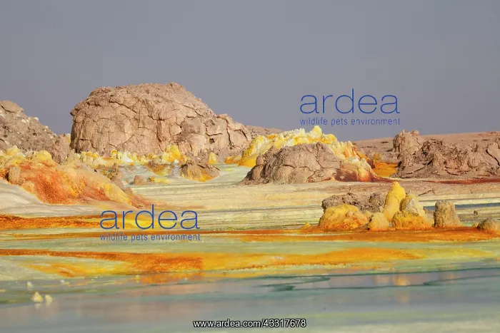 : Sulphur sediments in the thermal area of Dallol : Sulphur sediments in the thermal area of Dallol