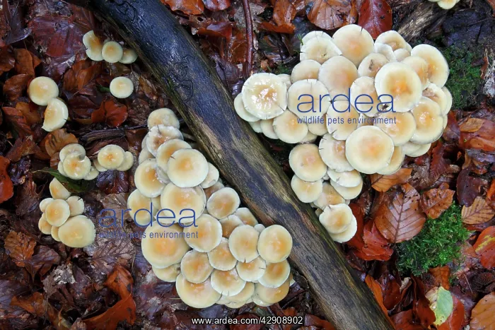 : Sulphur / Sulfur Tuft / Clustered Woodlover Fungus : Sulphur / Sulfur Tuft / Clustered Woodlover Fungus