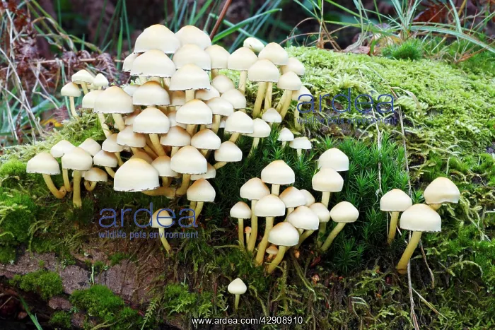 : Sulphur / Sulfur Tuft / Clustered Woodlover Fungus : Sulphur / Sulfur Tuft / Clustered Woodlover Fungus