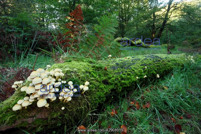 : Sulphur / Sulfur Tuft / Clustered Woodlover Fungus : Sulphur / Sulfur Tuft / Clustered Woodlover Fungus