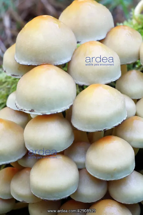 : Sulphur / Sulfur Tuft / Clustered Woodlover Fungus : Sulphur / Sulfur Tuft / Clustered Woodlover Fungus