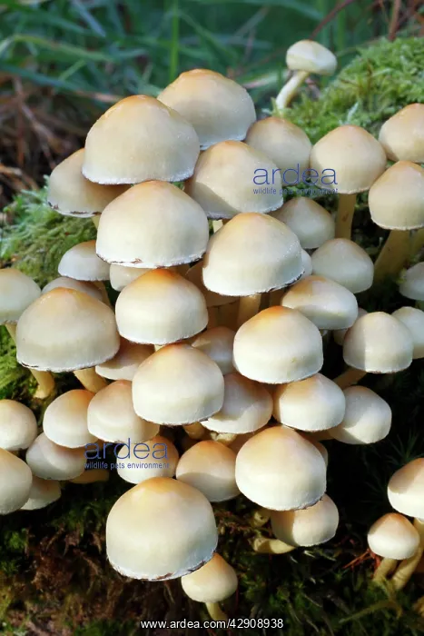 : Sulphur / Sulfur Tuft / Clustered Woodlover Fungus : Sulphur / Sulfur Tuft / Clustered Woodlover Fungus