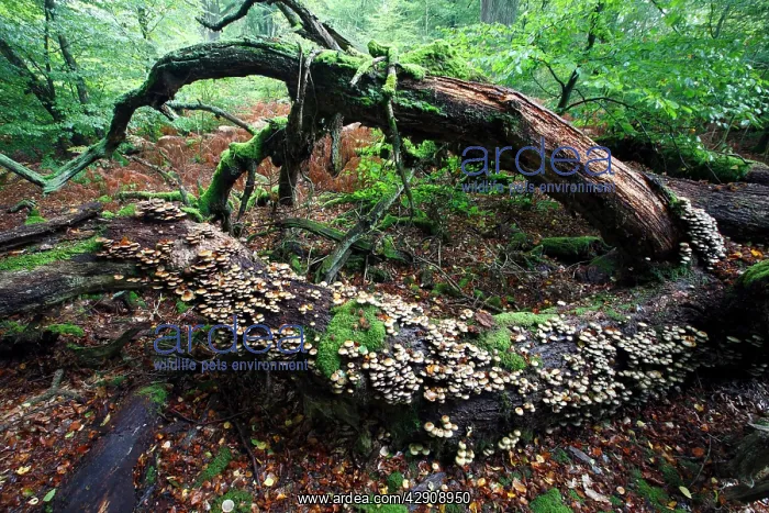 : Sulphur / Sulfur Tuft / Clustered Woodlover Fungus : Sulphur / Sulfur Tuft / Clustered Woodlover Fungus