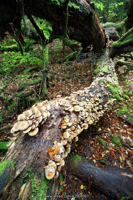 : Sulphur / Sulfur Tuft / Clustered Woodlover Fungus : Sulphur / Sulfur Tuft / Clustered Woodlover Fungus