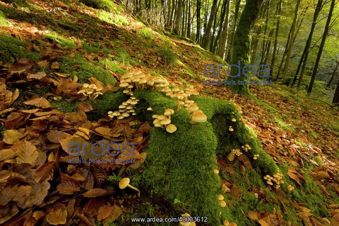 : Sulphur Tuft fungi : Sulphur Tuft fungi