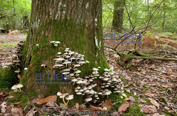 : Sulphur tuft fungi - on dead or dying tree : Sulphur tuft fungi - on dead or dying tree