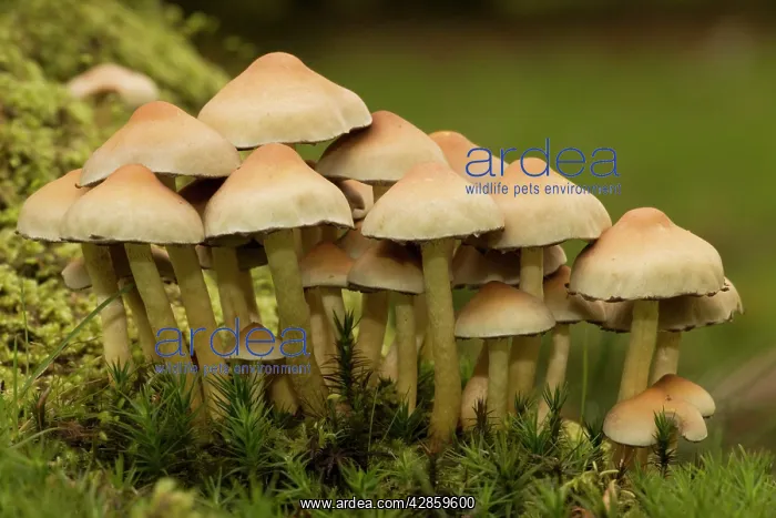 : Sulphur tuft fungi on wood : Sulphur tuft fungi on wood