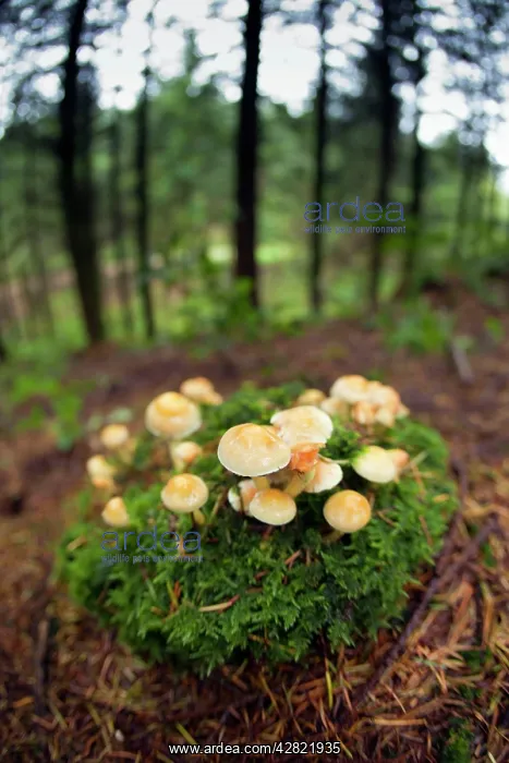 : Sulphur Tuft Fungus : Sulphur Tuft Fungus