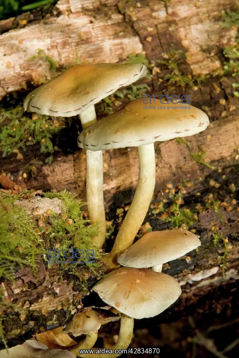 : Sulphur Tuft Fungus - Cannock Chase AONB : Sulphur Tuft Fungus - Cannock Chase AONB
