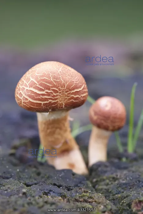 : Sulphur tuft fungus on rotting tree stump, Norfolk UK : Sulphur tuft fungus on rotting tree stump, Norfolk UK