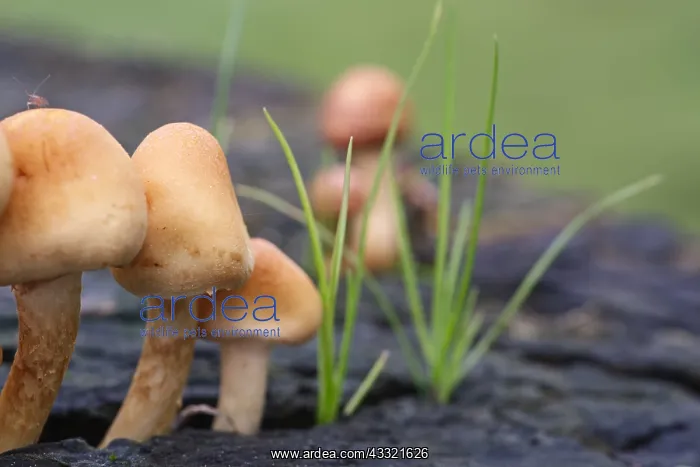 : Sulphur tuft fungus on rotting tree stump, Norfolk UK : Sulphur tuft fungus on rotting tree stump, Norfolk UK