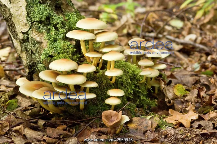 : Sulphur Tuft - growing on dead stump : Sulphur Tuft - growing on dead stump