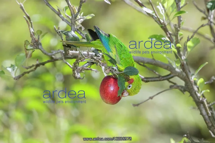 : sulphur-winged parakeet Pyrrhura hoffmanni also known : sulphur-winged parakeet Pyrrhura hoffmanni also known