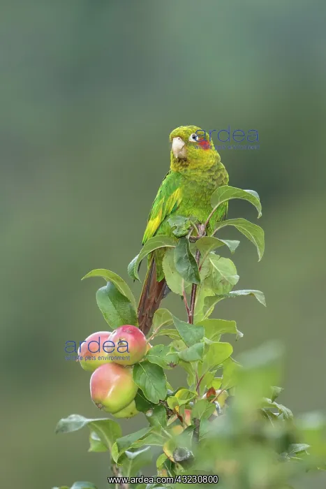 : sulphur-winged parakeet Pyrrhura hoffmanni also known : sulphur-winged parakeet Pyrrhura hoffmanni also known