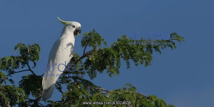 : Sulphurcrested Cockatoo Eating in the Pioneer Cemeter : Sulphurcrested Cockatoo Eating in the Pioneer Cemeter