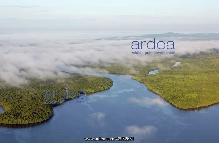 : Sulu Sea and rainforest on shore near Sandakan : Sulu Sea and rainforest on shore near Sandakan